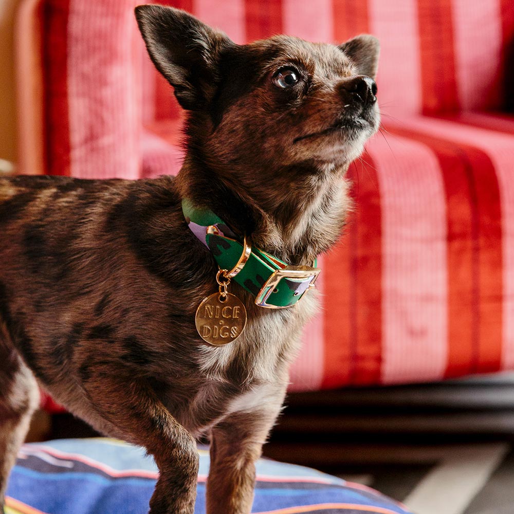 Animal Leather Dog Collar - Green