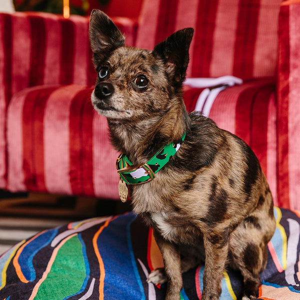 Animal Leather Dog Collar - Green
