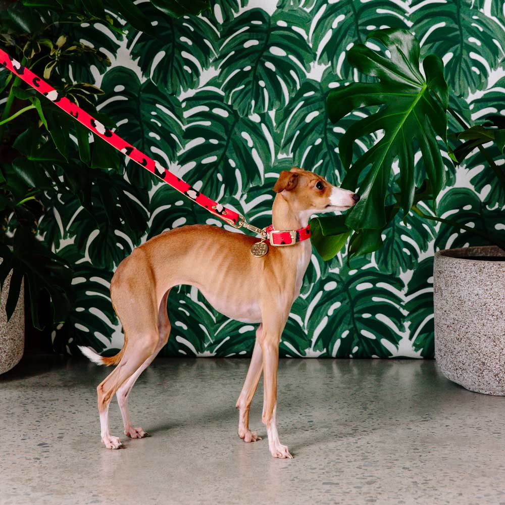 Animal Leather Leash - Red