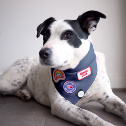 Confetti Slub Chambray Dog Bandana