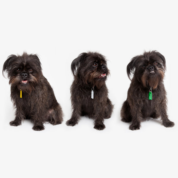 What do you mean I'm adopted? Dog Charm - White