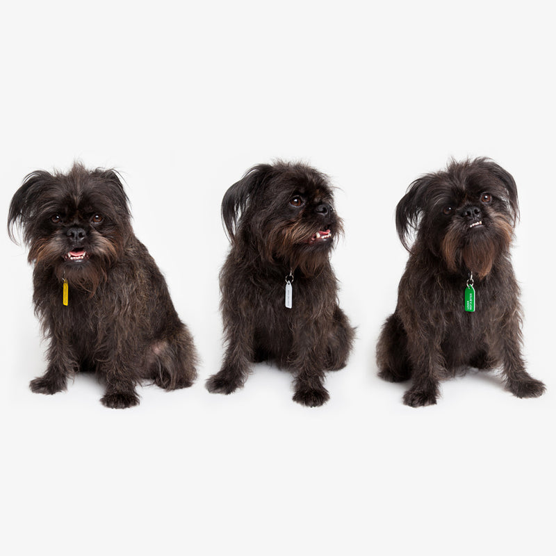 FUN SIZE Dog Charm - Gold