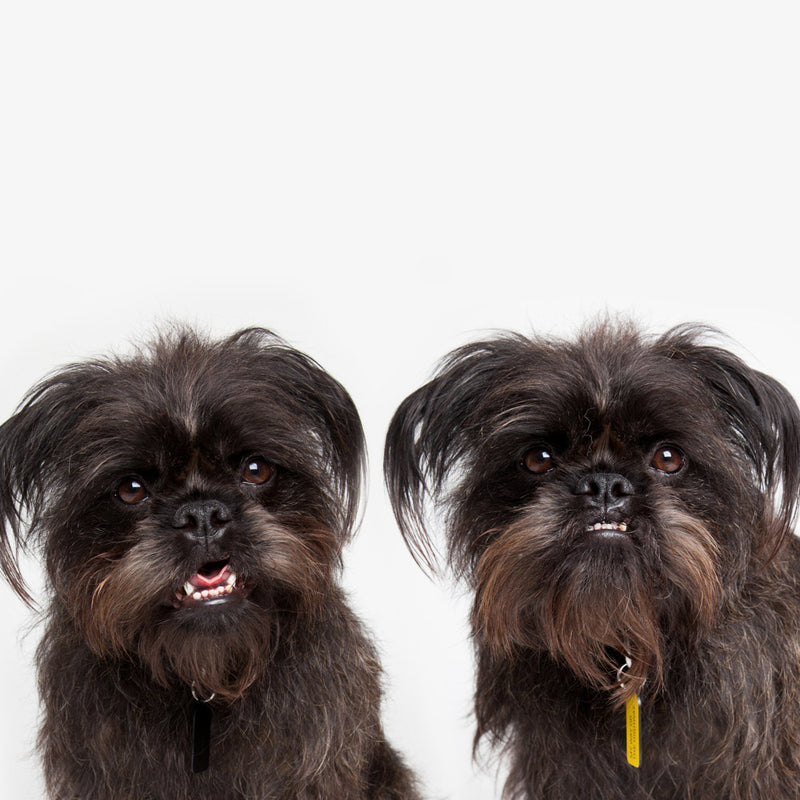 Have Your People Call My People Dog Charm - Black
