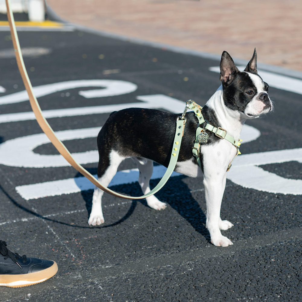 Spike Leather Non-Pull Dog Harness - Lime Pistachio