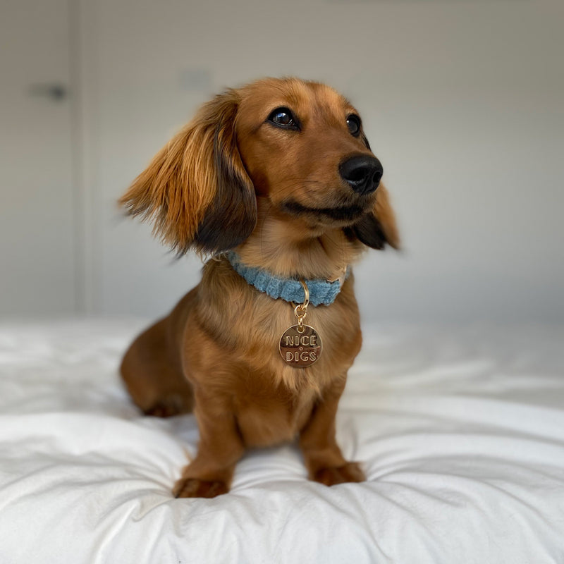 Jumbo Cord Dog Collar - Sky