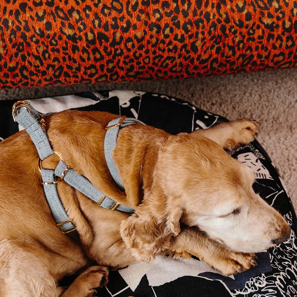 Light Denim Dog Collar