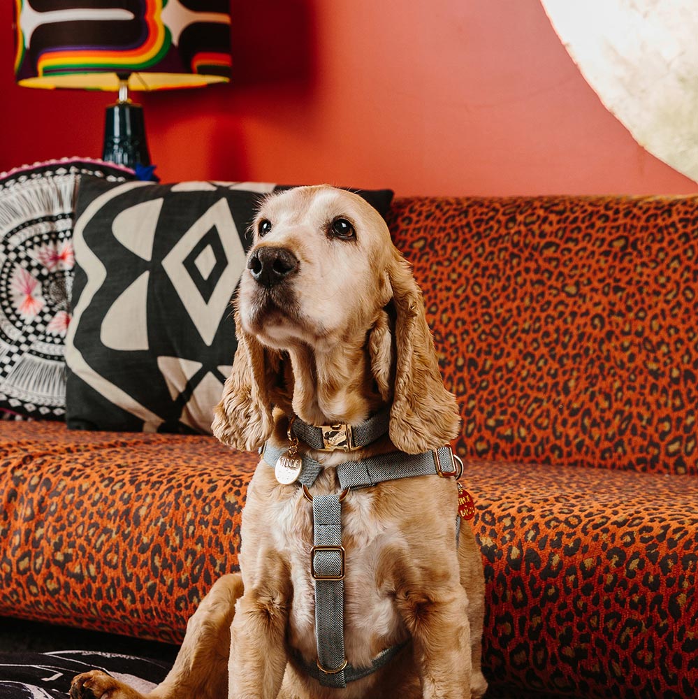 Light Denim Dog Collar