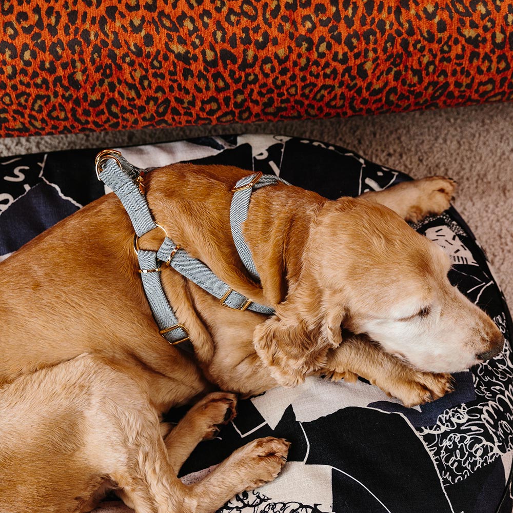 Light Denim Non-Pull Dog Harness