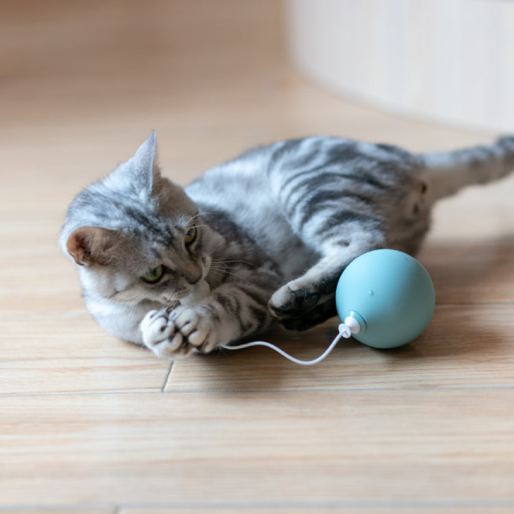 Balloon Cat Toy - Blue