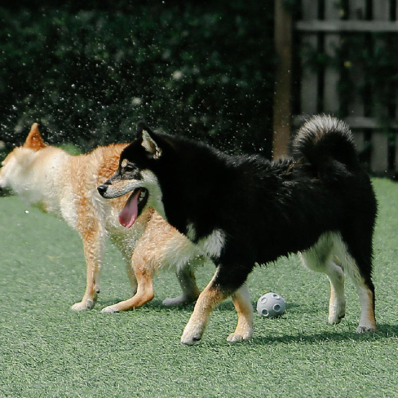 Meteorolite Dog Ball - Sand