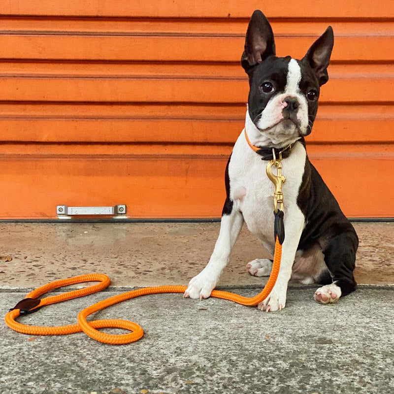 Rope Dog Collar - Orange