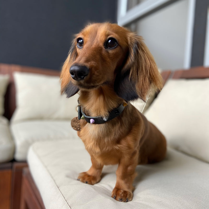 Smooth Spike Leather Dog Collar - Rocky Noir