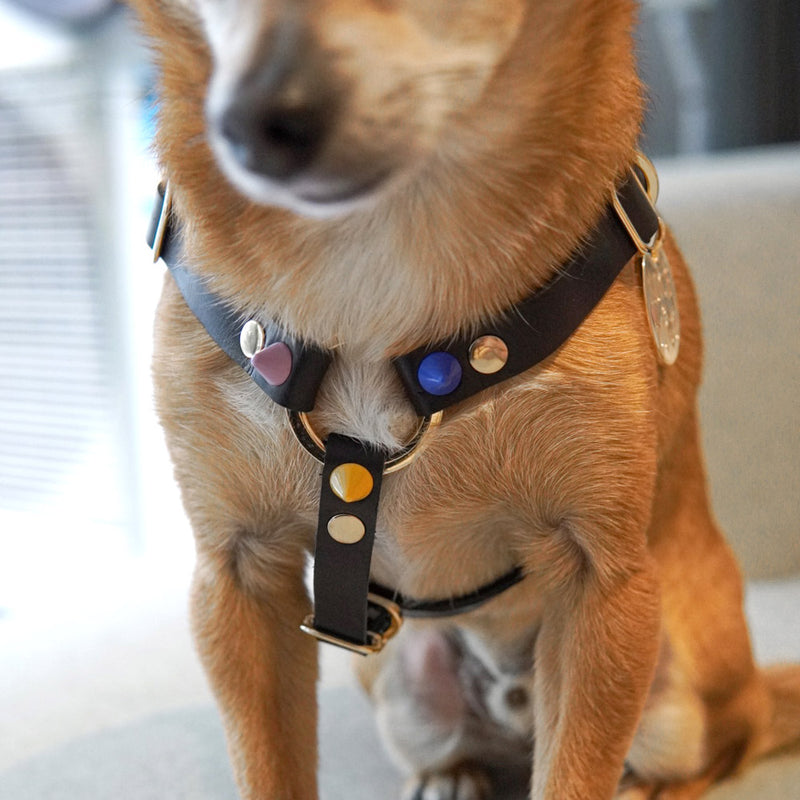 Spike Leather Non-Pull Dog Harness - Rocky Noir
