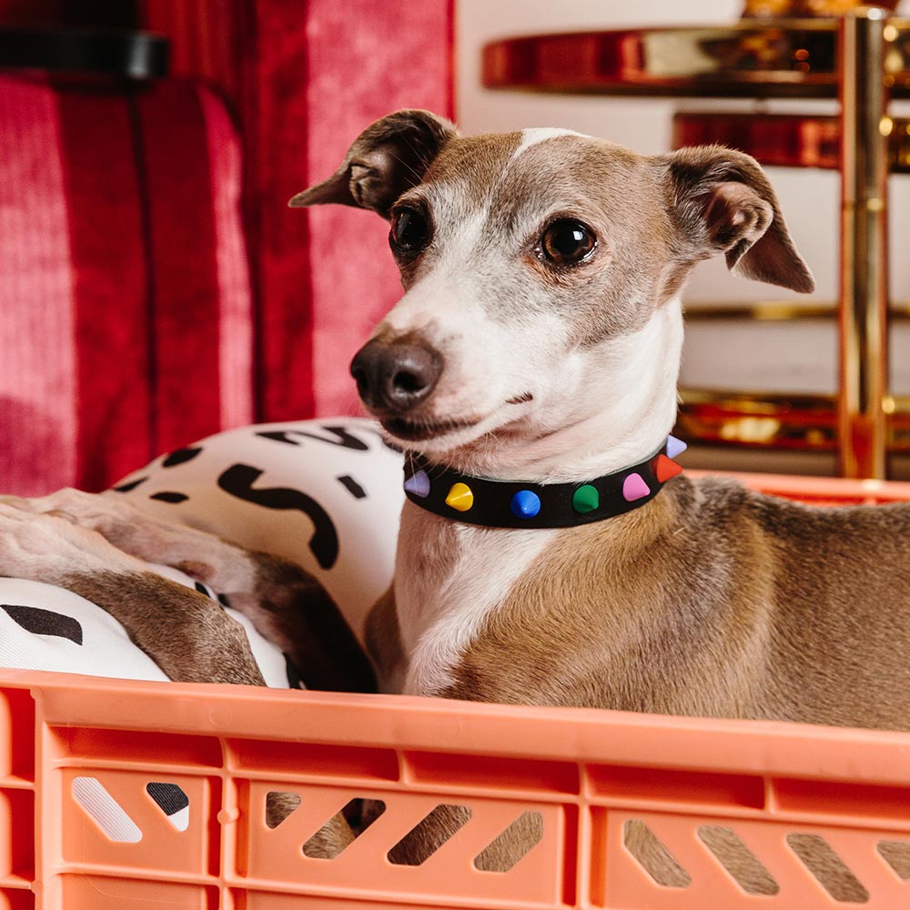 Smooth Spike Leather Dog Collar - Memphis Noir