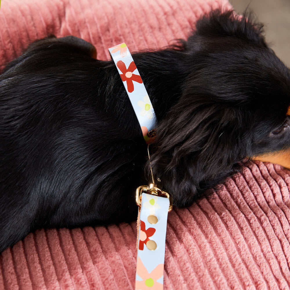 Posie Leather Dog Collar - Glacier