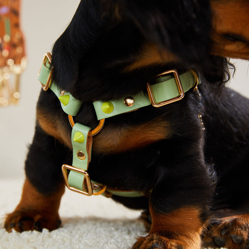 Spike Leather Non-Pull Dog Harness - Lime Pistachio