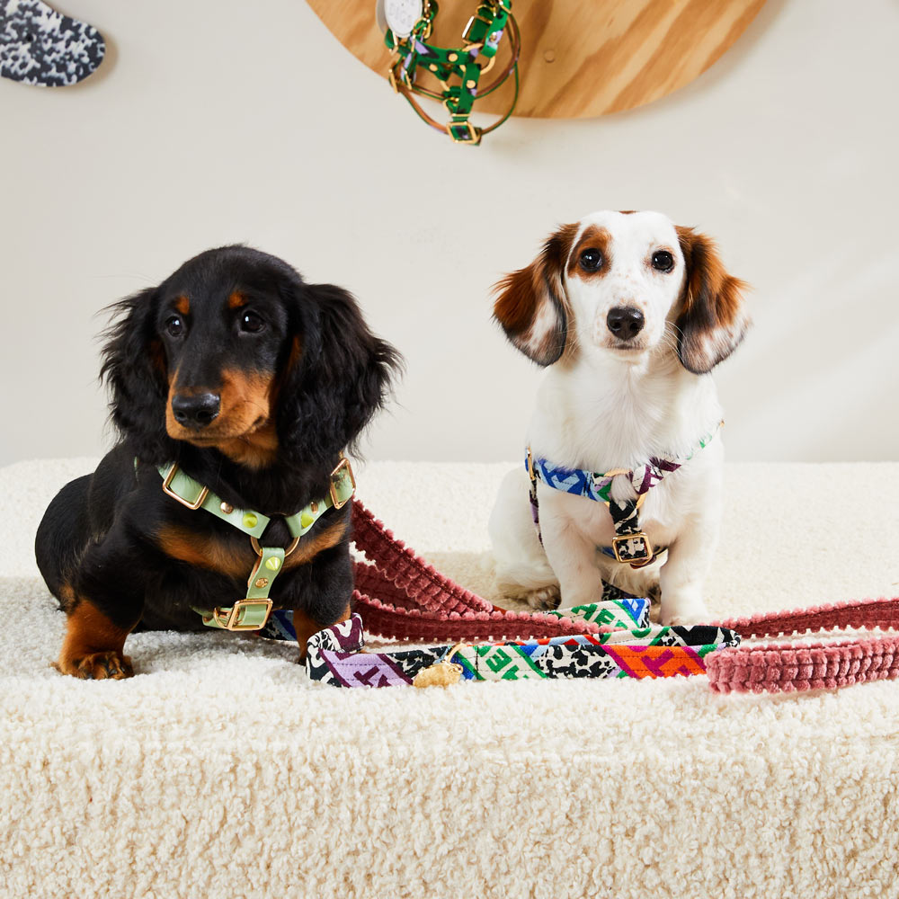 Spike Leather Non-Pull Dog Harness - Lime Pistachio