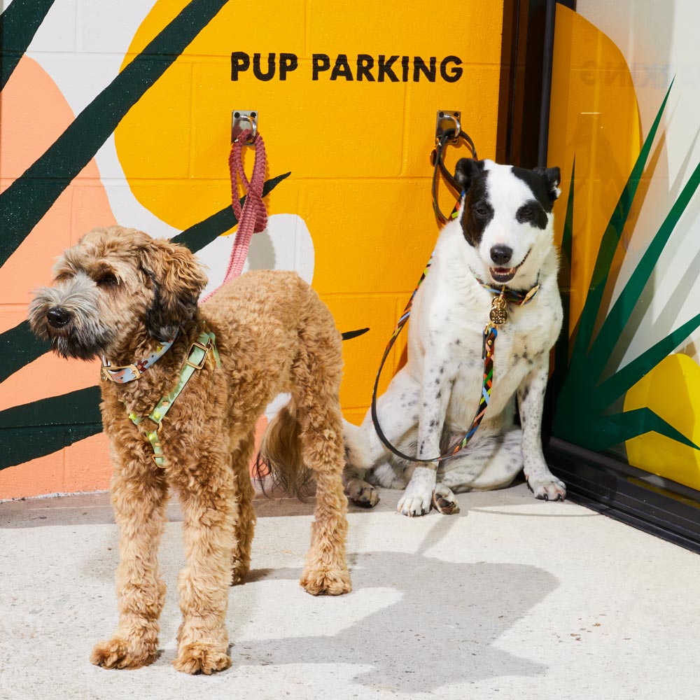 Spike Leather Non-Pull Dog Harness - Lime Pistachio