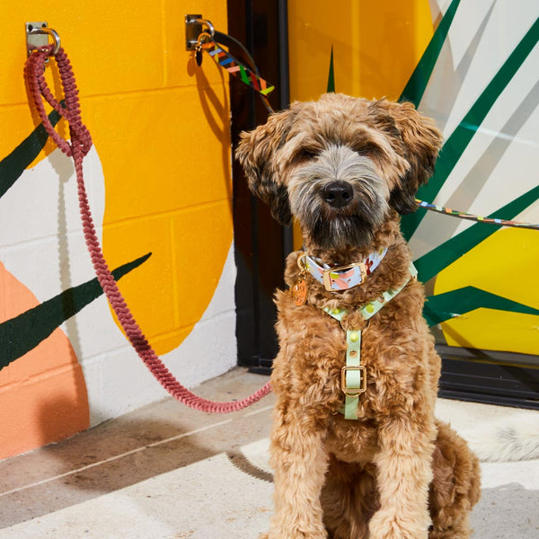 Spike Leather Non-Pull Dog Harness - Lime Pistachio