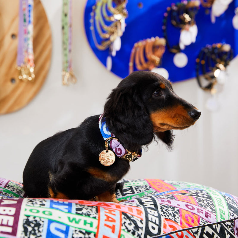 Who's Your Master Printed Dog Collar
