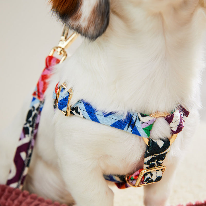 Who's Your Master Printed Non-Pull Dog Harness