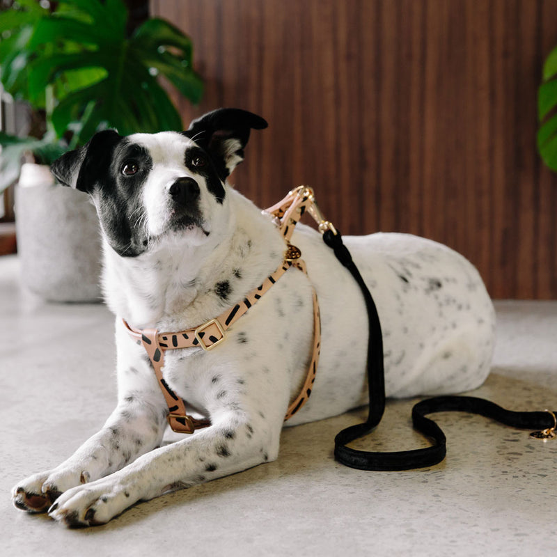 Tiggy Leather Dog Harness - Black