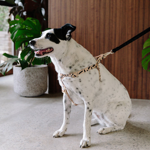 Tiggy Leather Dog Harness - Black