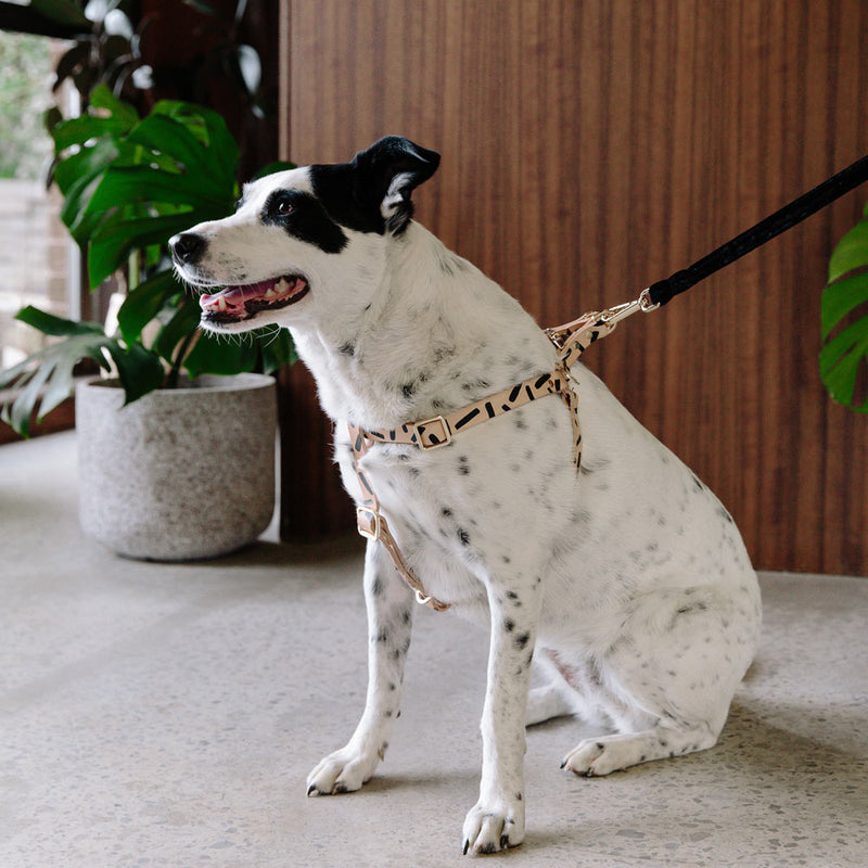 Tiggy Leather Dog Harness - Black