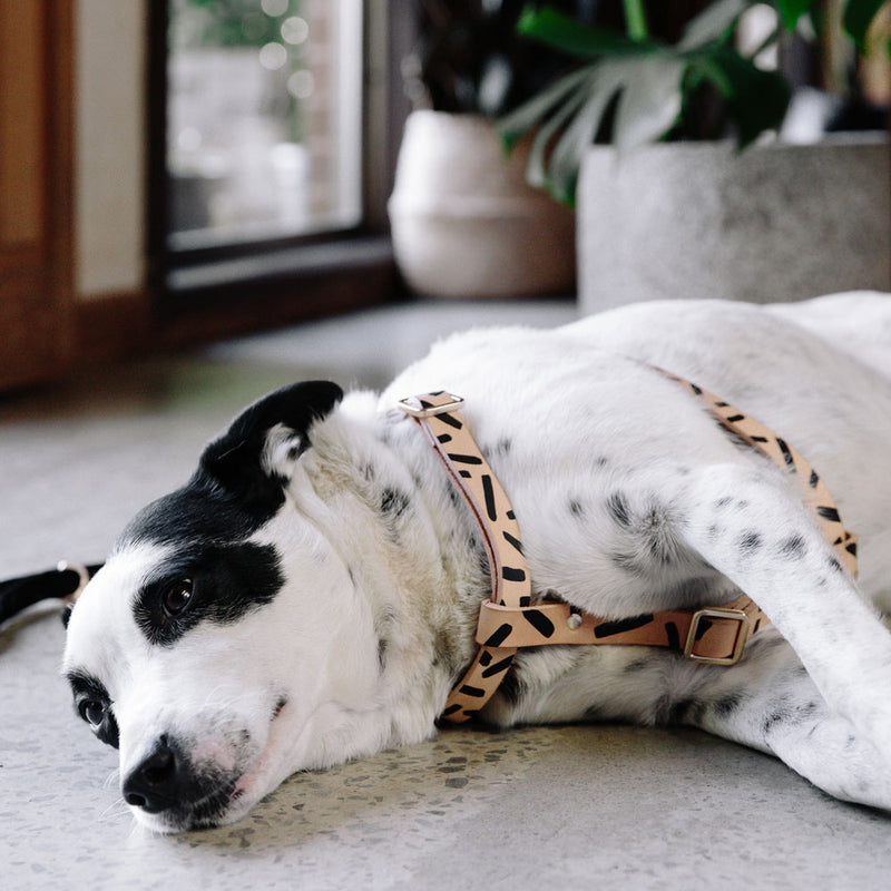 Tiggy Leather Dog Harness - Black