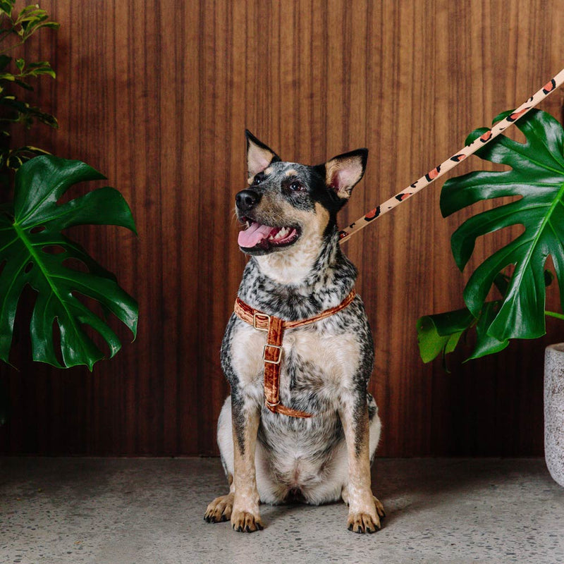 Velvet Dog Harness - Copper