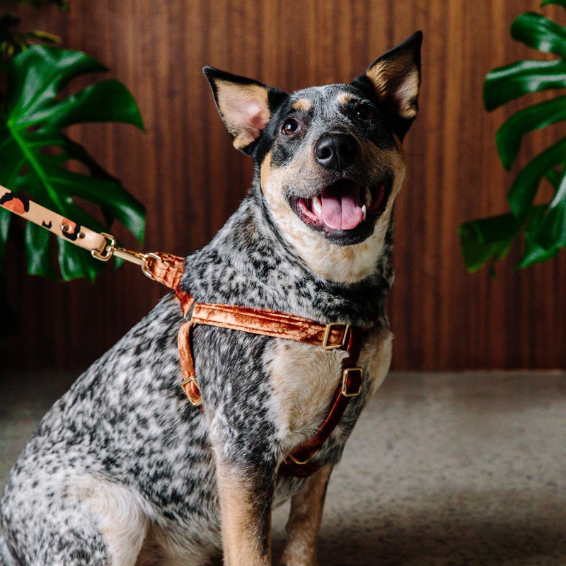 Velvet Dog Harness - Copper