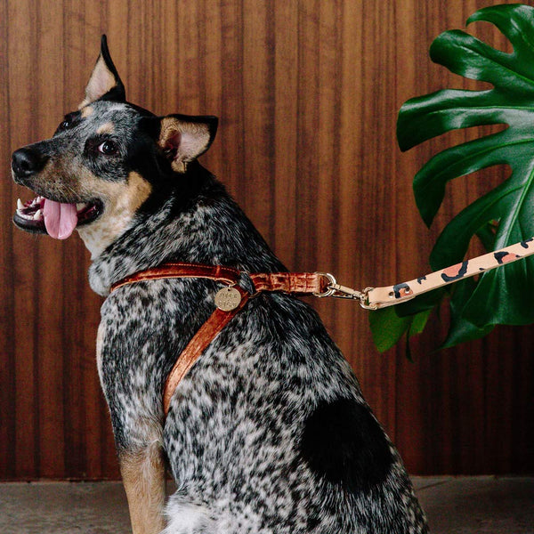 Velvet Dog Harness - Copper