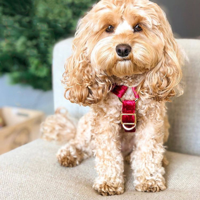 Velvet Non-Pull Dog Harness - Crimson