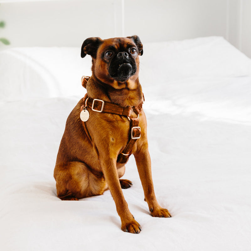 Velvet Dog Harness - Copper