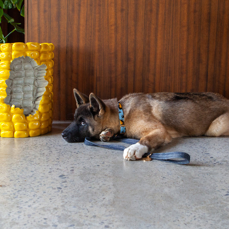 Animal Leather Dog Collar - Sky