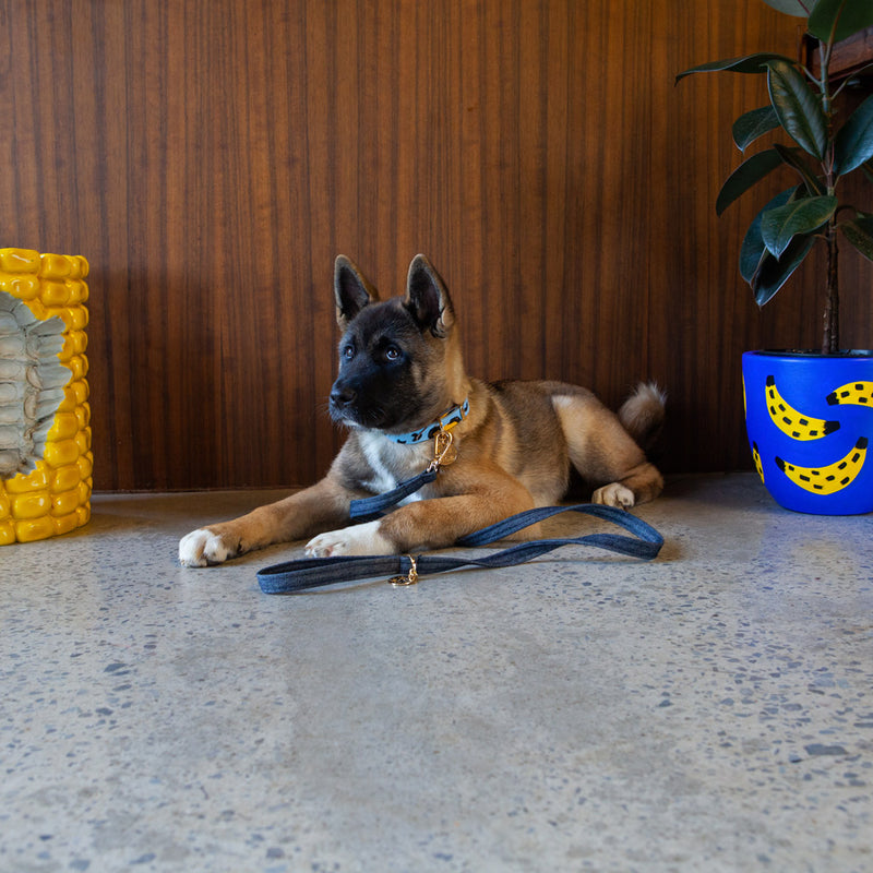Animal Leather Dog Collar - Sky