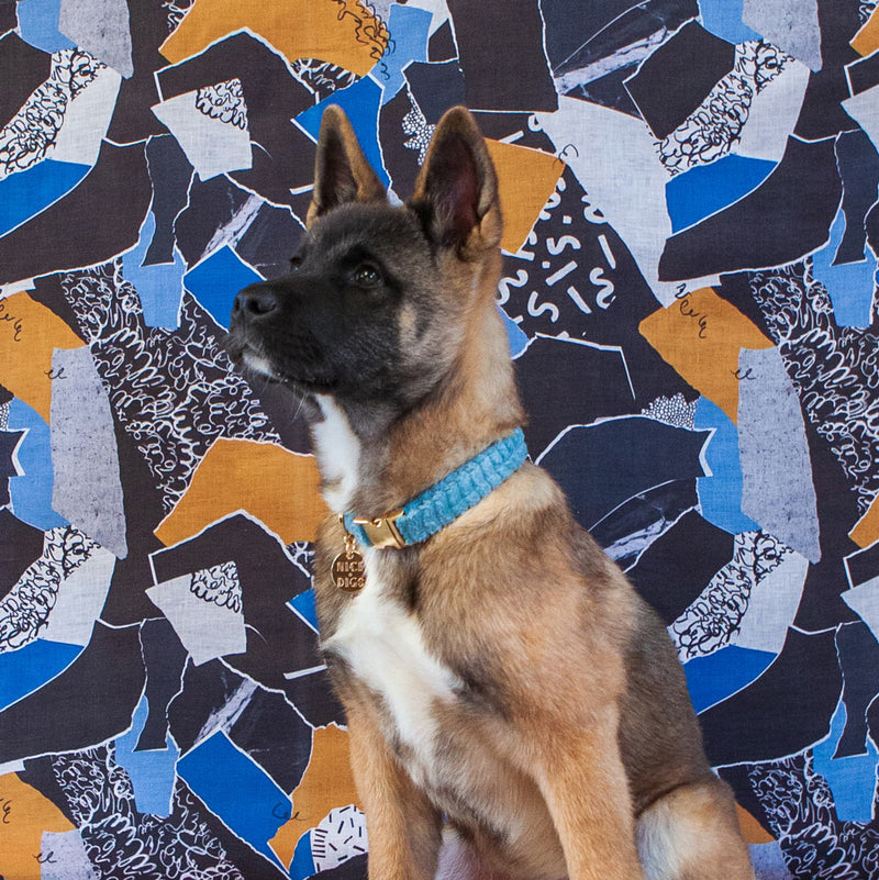 Jumbo Cord Dog Collar - Sky