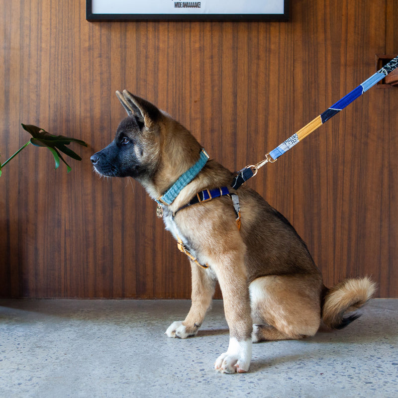 Jumbo Cord Dog Collar - Sky