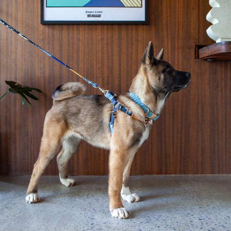 Jumbo Cord Dog Collar - Sky