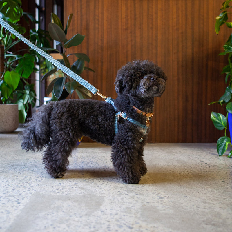 Jumbo Cord Non-Pull Dog Harness - Sky