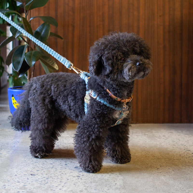 Jumbo Cord Non-Pull Dog Harness - Sky