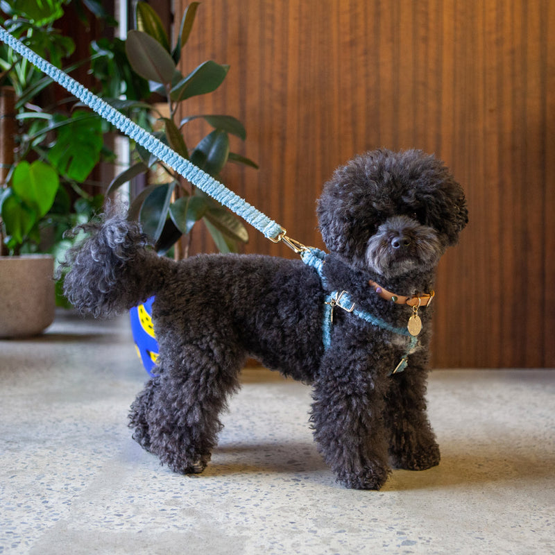 Jumbo Cord Leash - Sky
