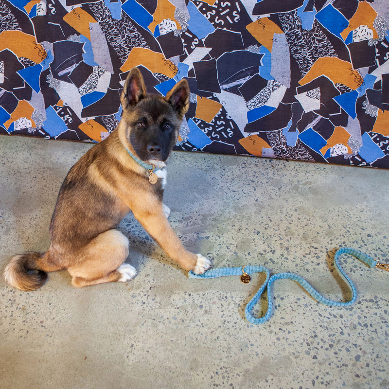 Jumbo Cord Leash - Sky