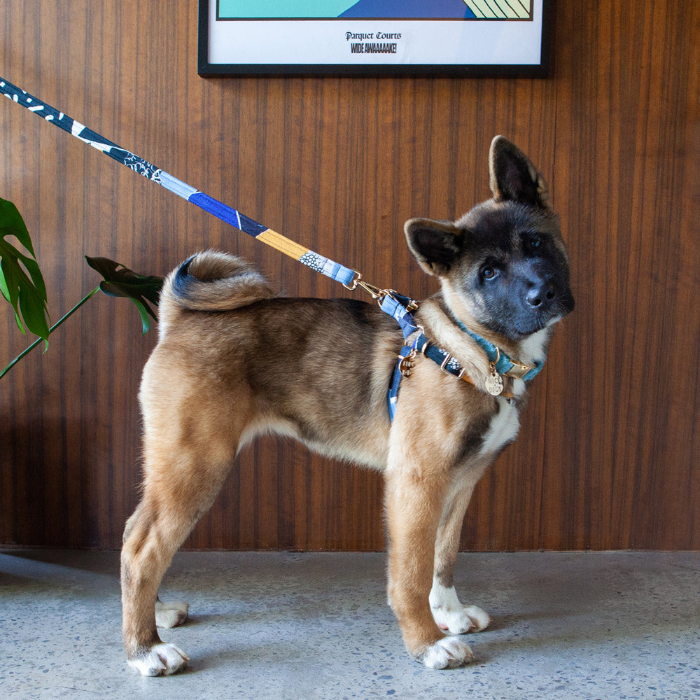 Out Of The Rubble Printed Non-Pull Dog Harness