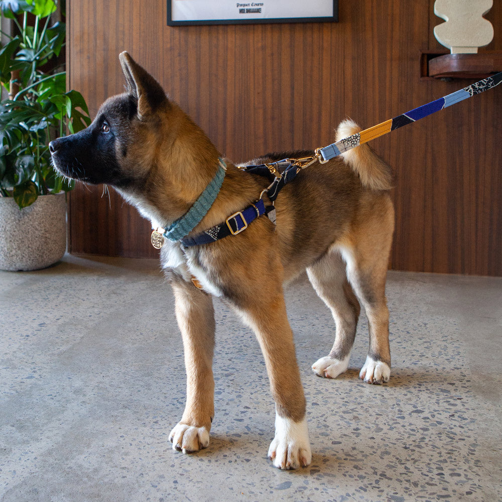 Out Of The Rubble Printed Non-Pull Dog Harness