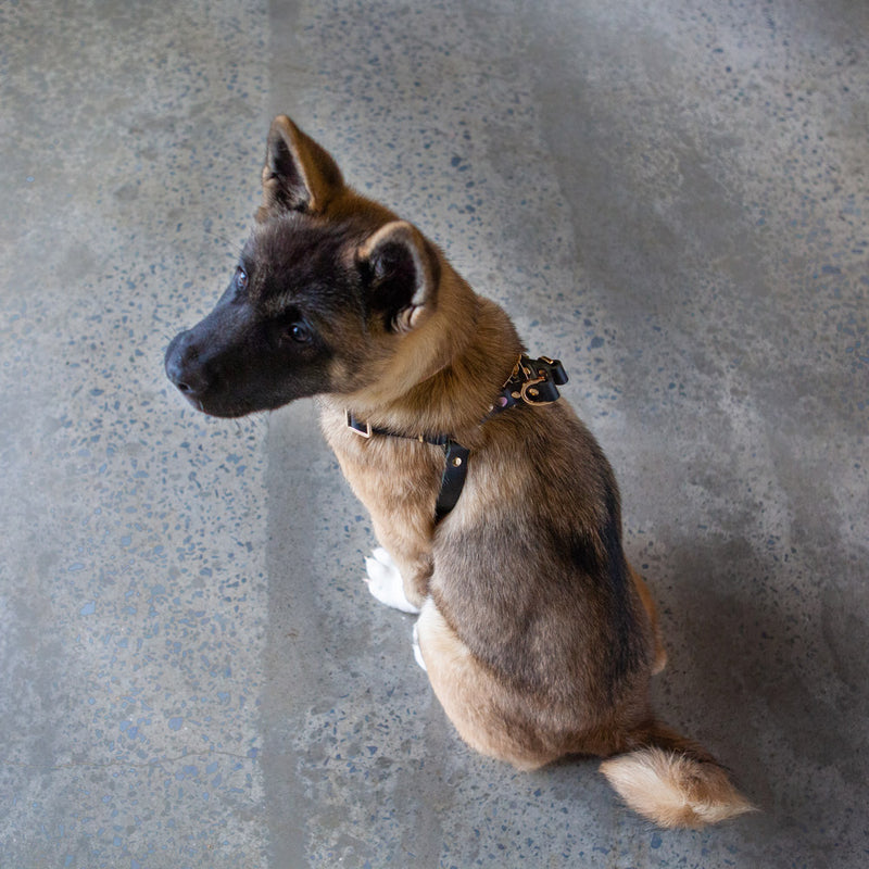 Spike Leather Non-Pull Dog Harness - Rocky Noir