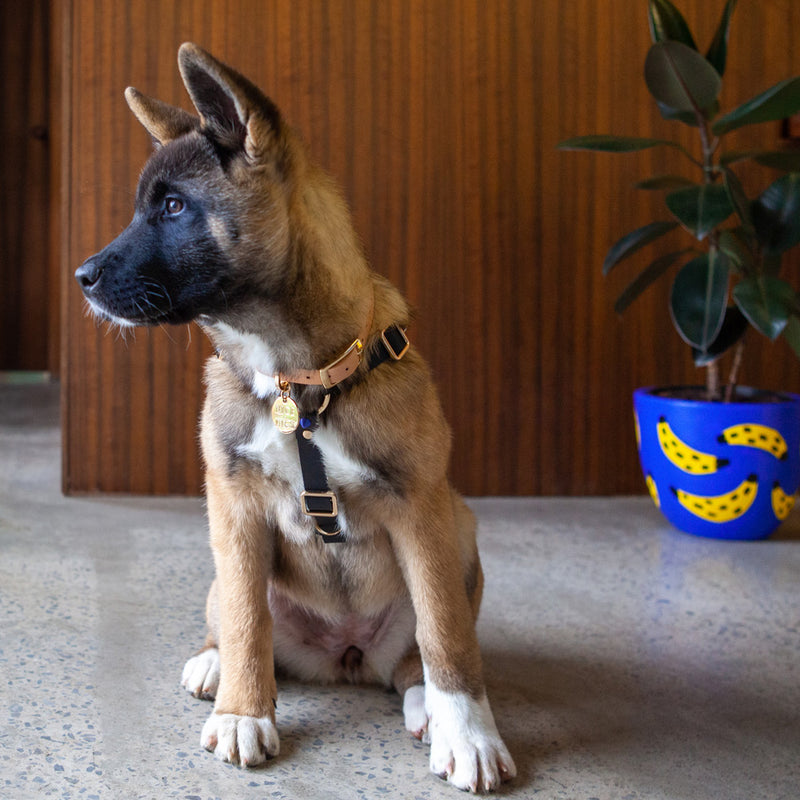 Spike Leather Non-Pull Dog Harness - Rocky Noir