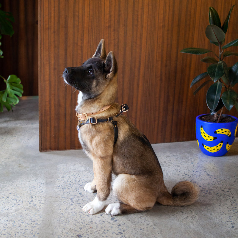 Spike Leather Non-Pull Dog Harness - Rocky Noir