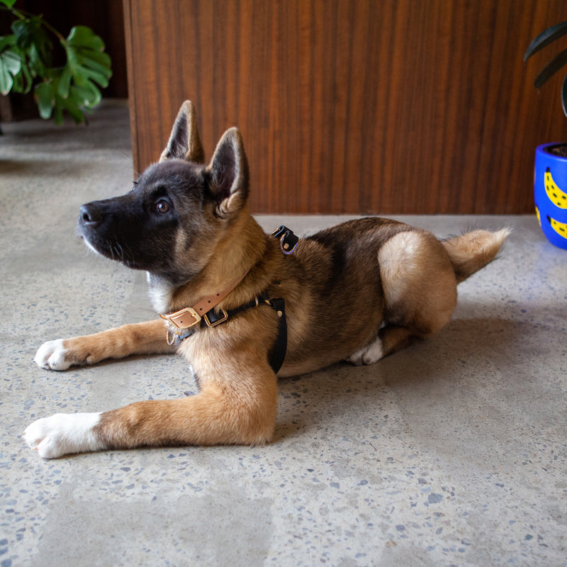 Spike Leather Non-Pull Dog Harness - Rocky Noir