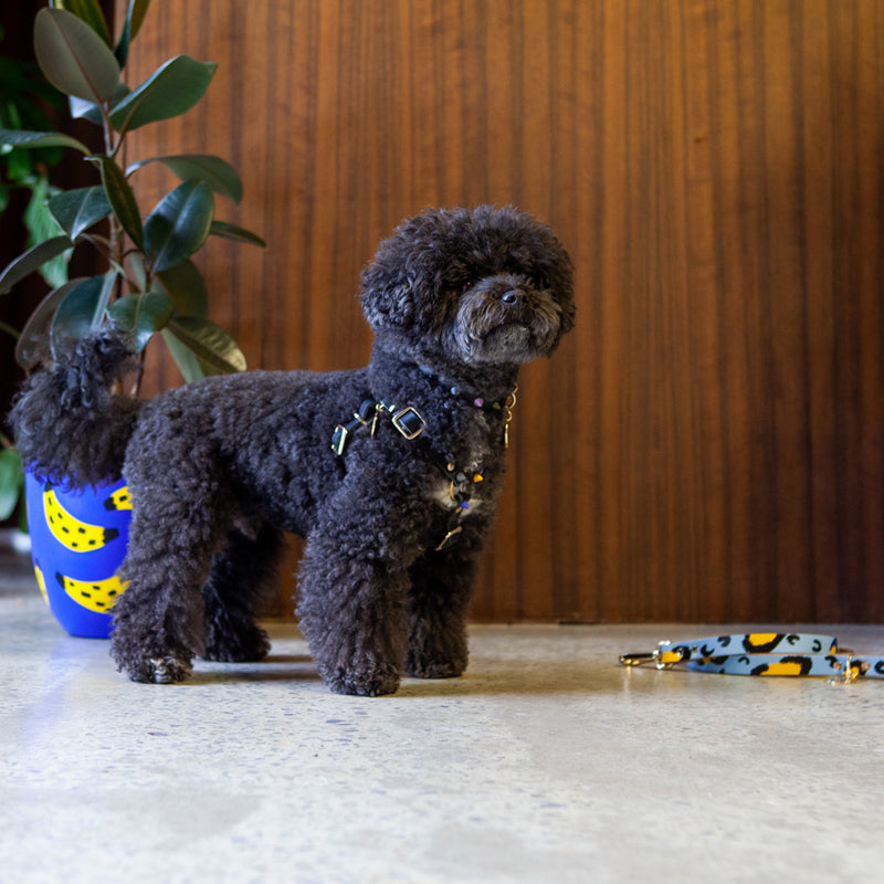 Spike Leather Non-Pull Dog Harness - Rocky Noir
